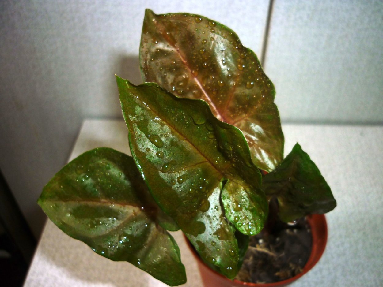 Сингониум Плант