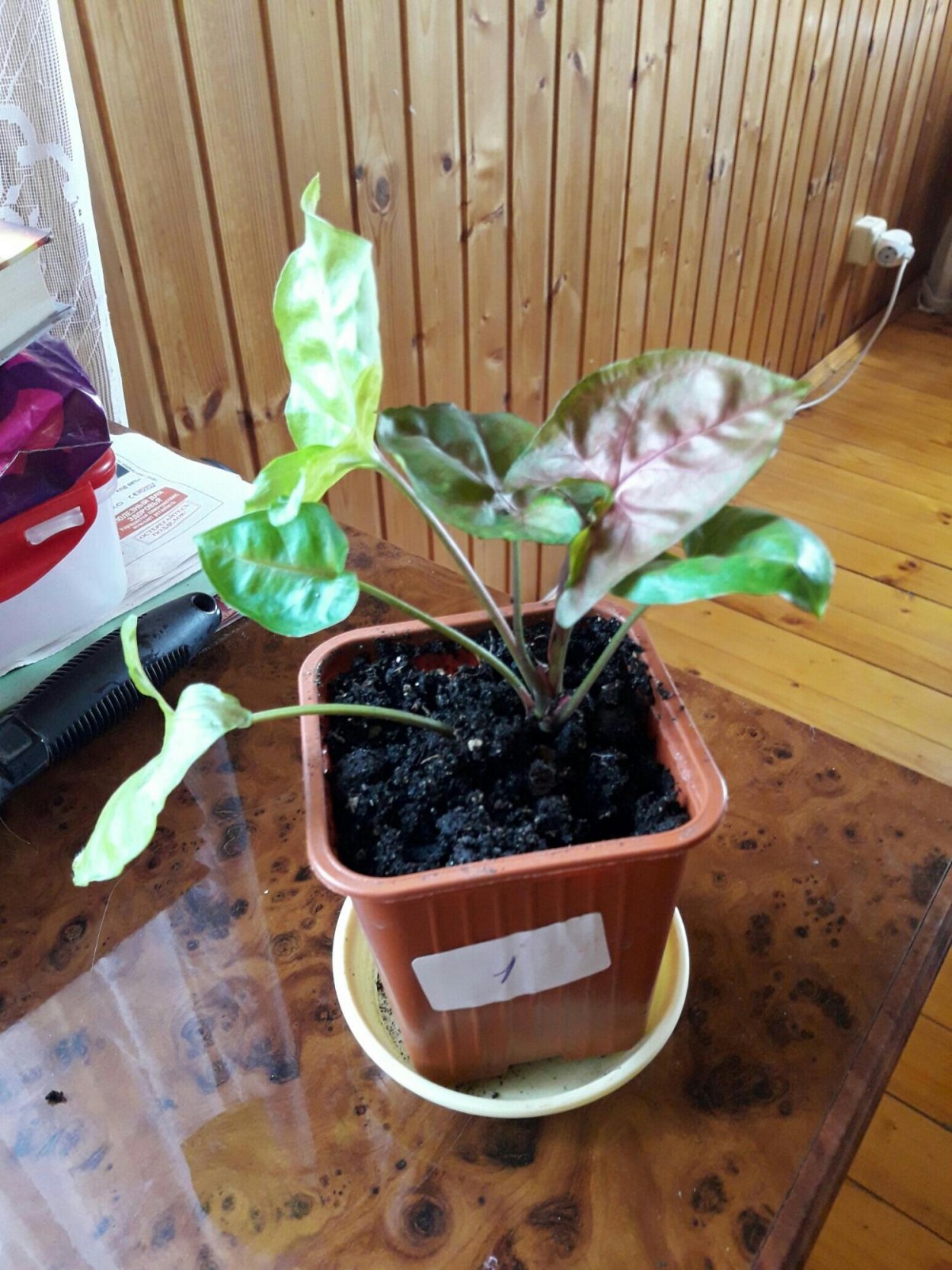 Сингониум Вайт Баттерфляй