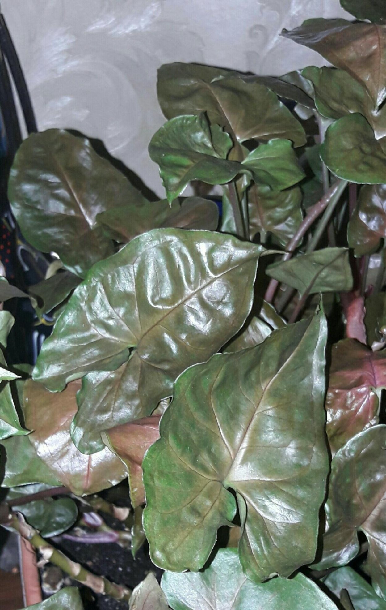 Сингониум Арон Браун