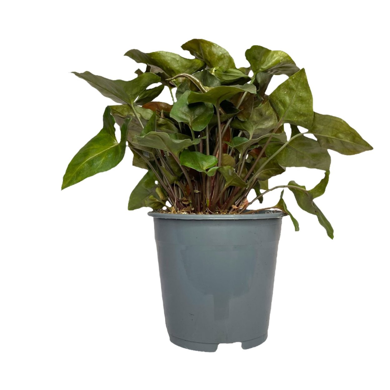 Арон Браун шоколадный сингониум