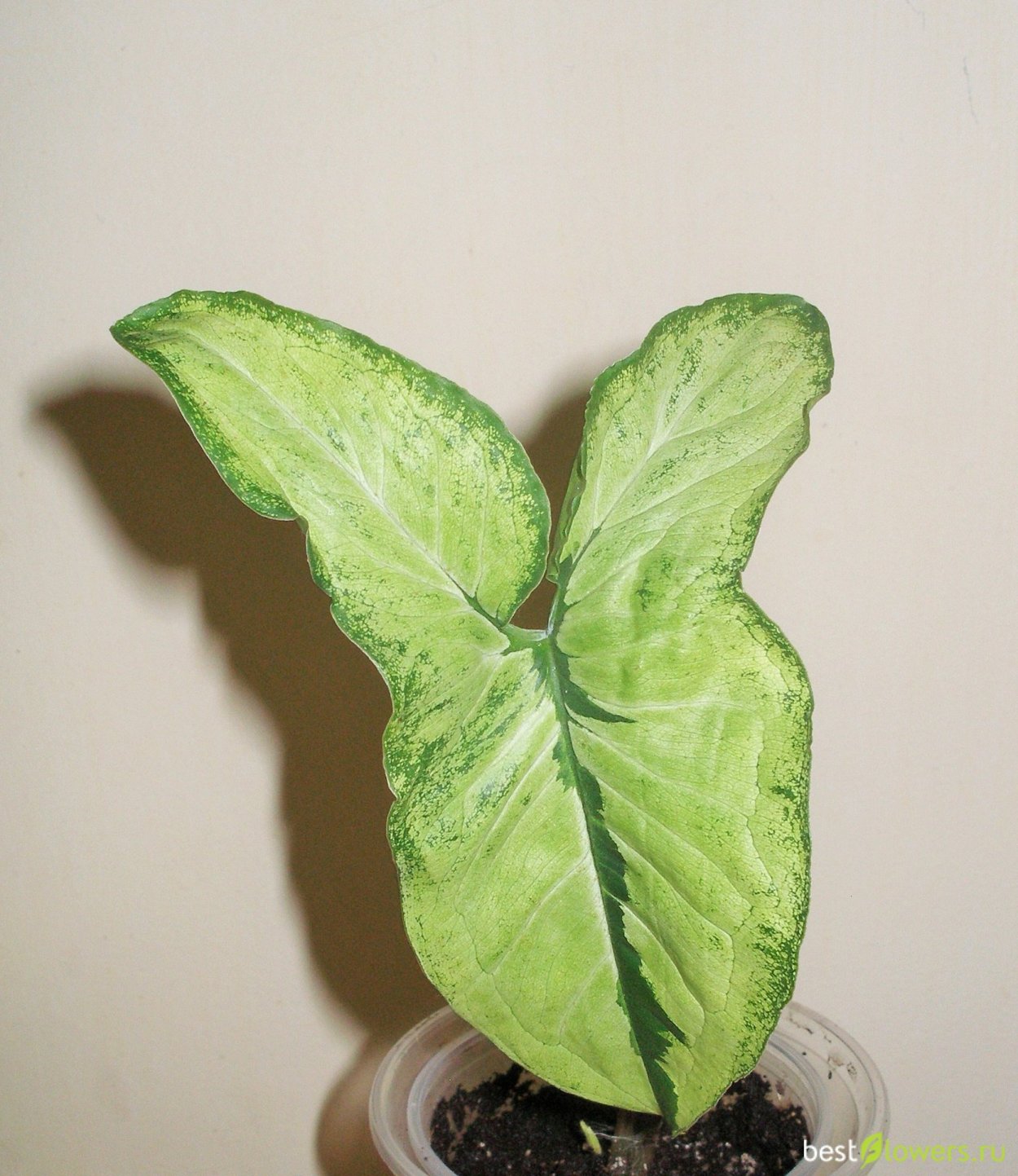 Сингониум копьевидный