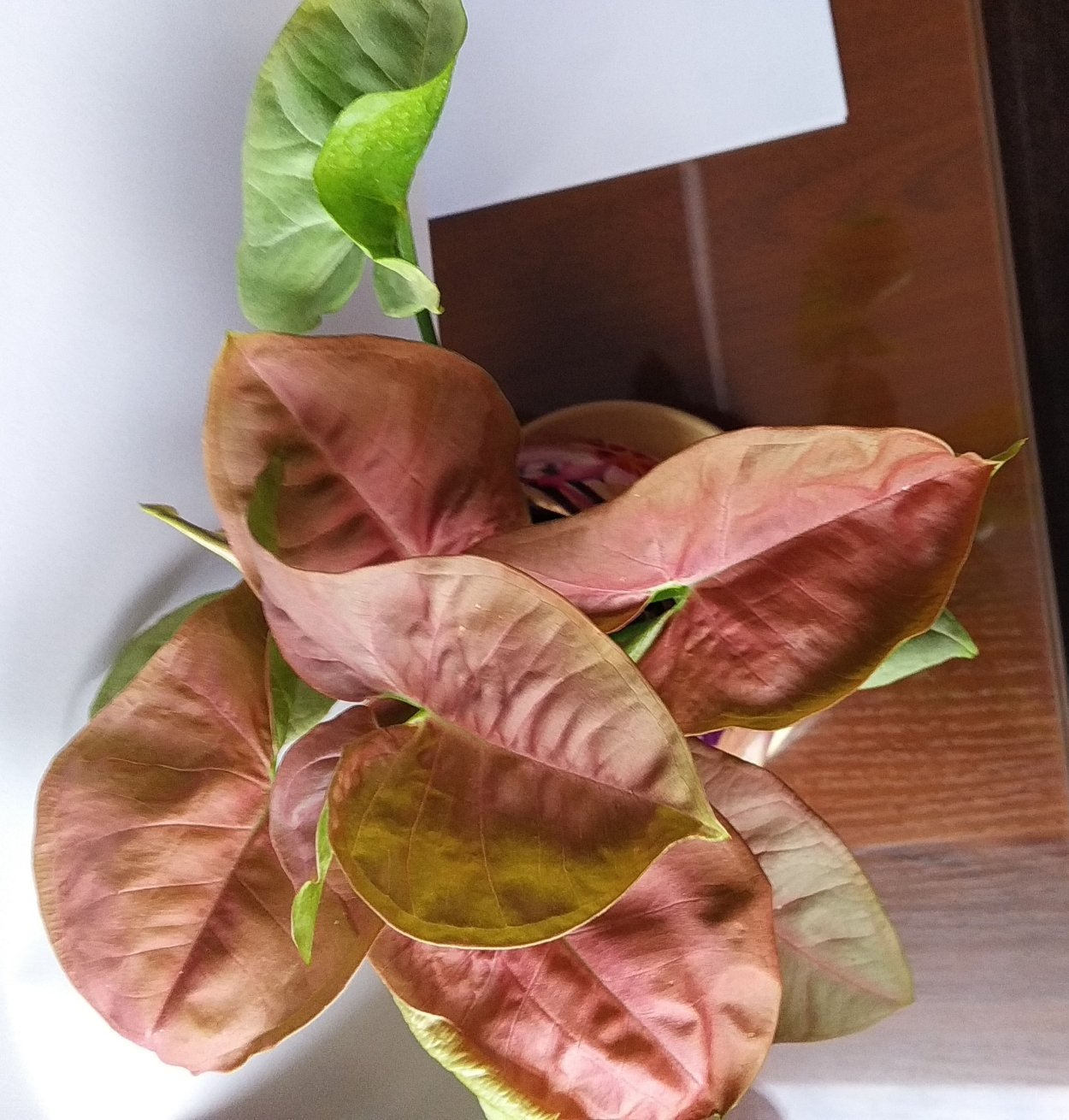 Сингониум Брокант