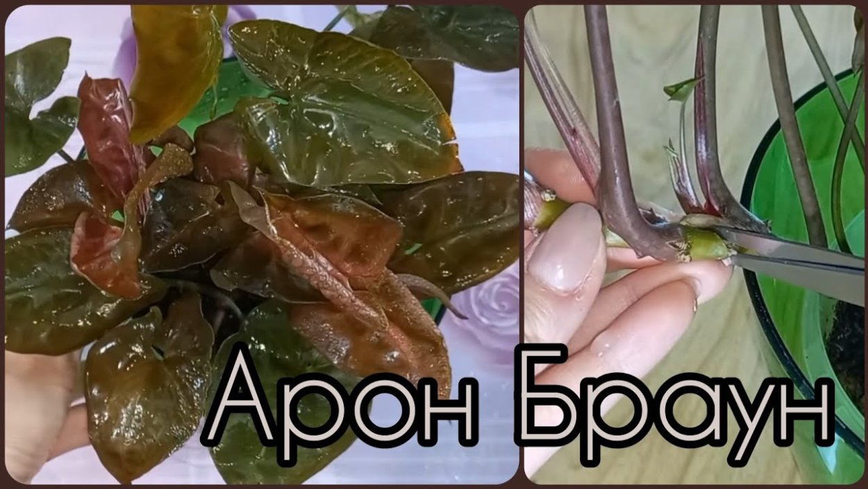 Сингониум шоколадный