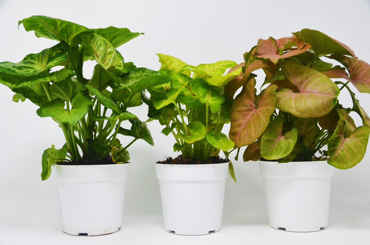 Сингониум Мунлайт