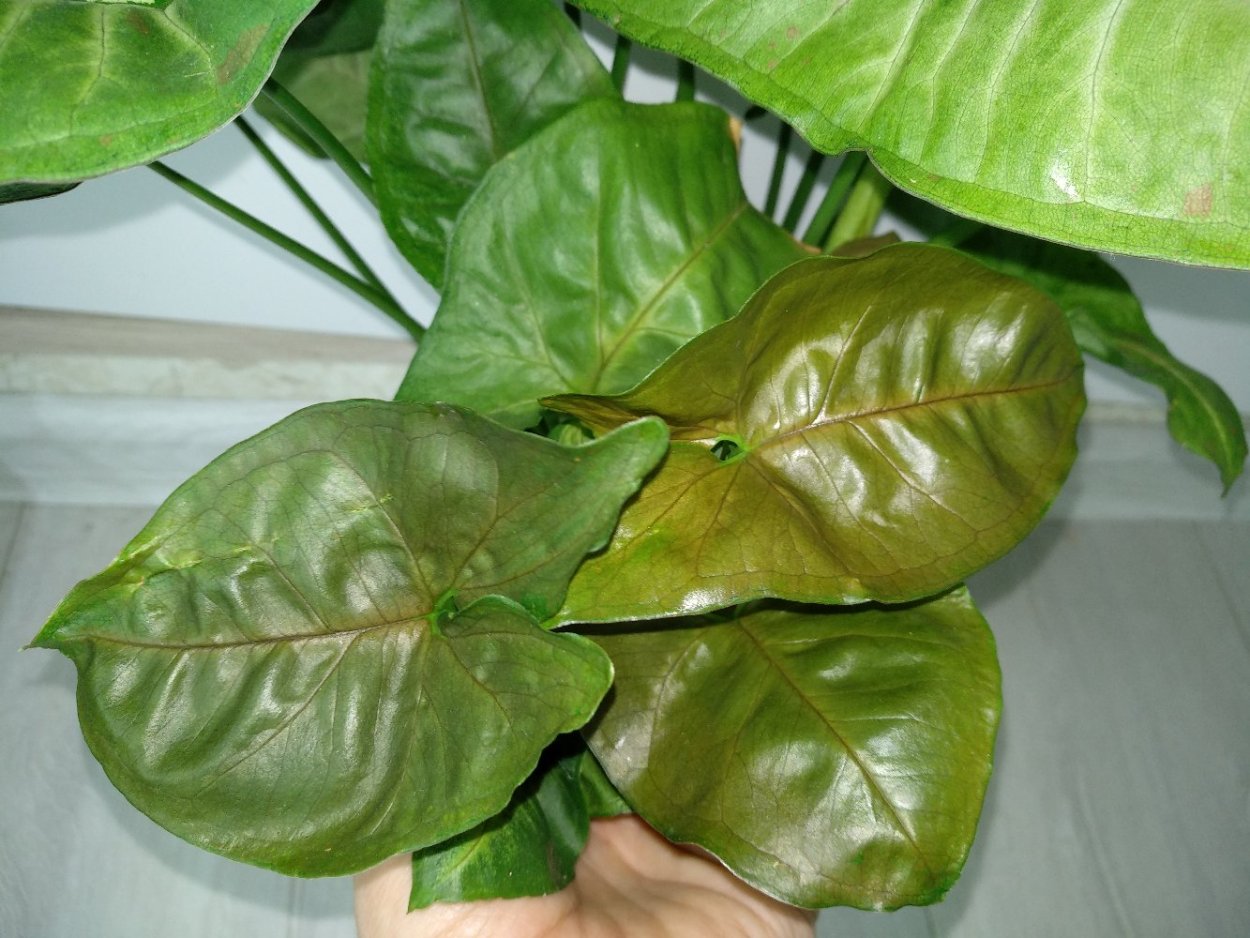 Уайт Баттерфляй сингониум