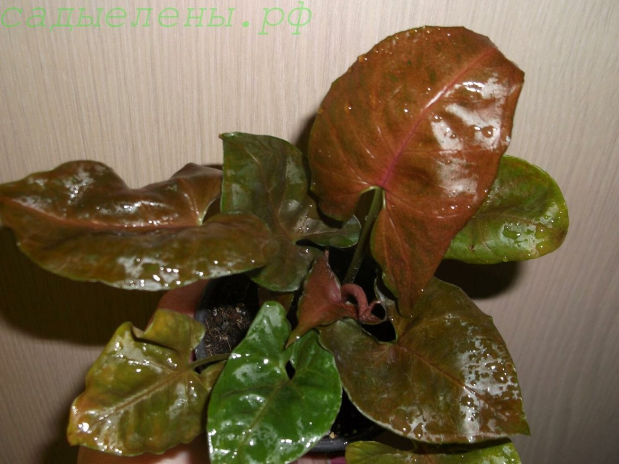 Цветок до и после