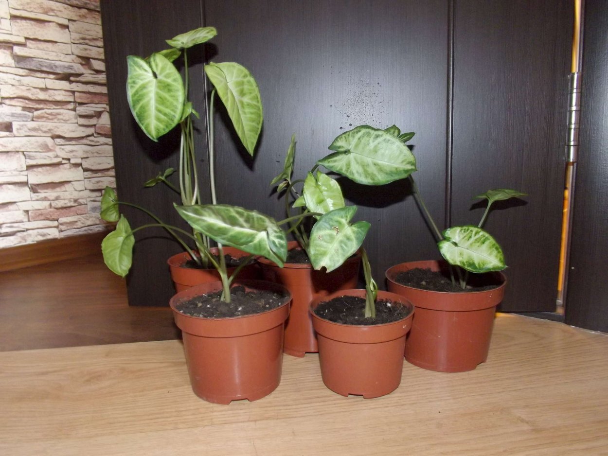 Сингониумы листья сорта