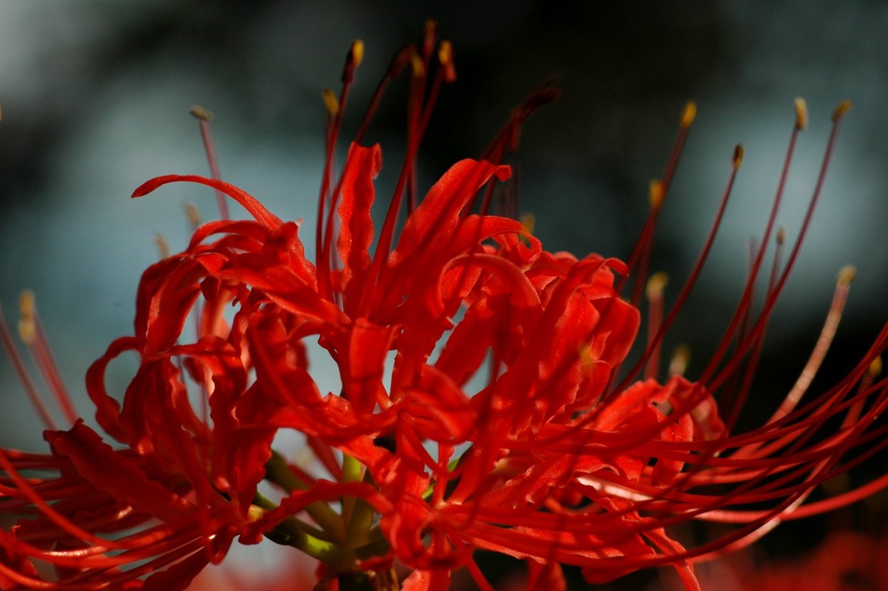 Поле Хиганбаны