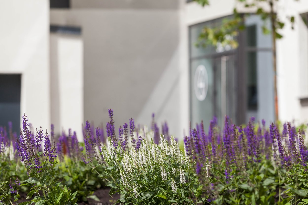 Цветники с шалфеем луком