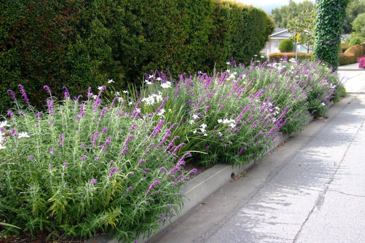 Шалфей Дубравный (Nepeta faassenii)