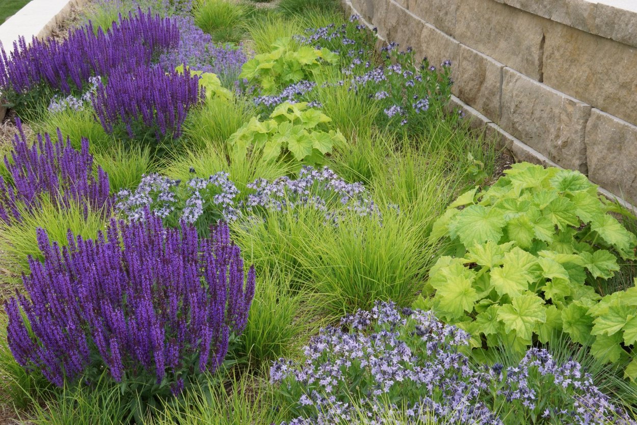 Шалфей Дубравный и манжетка