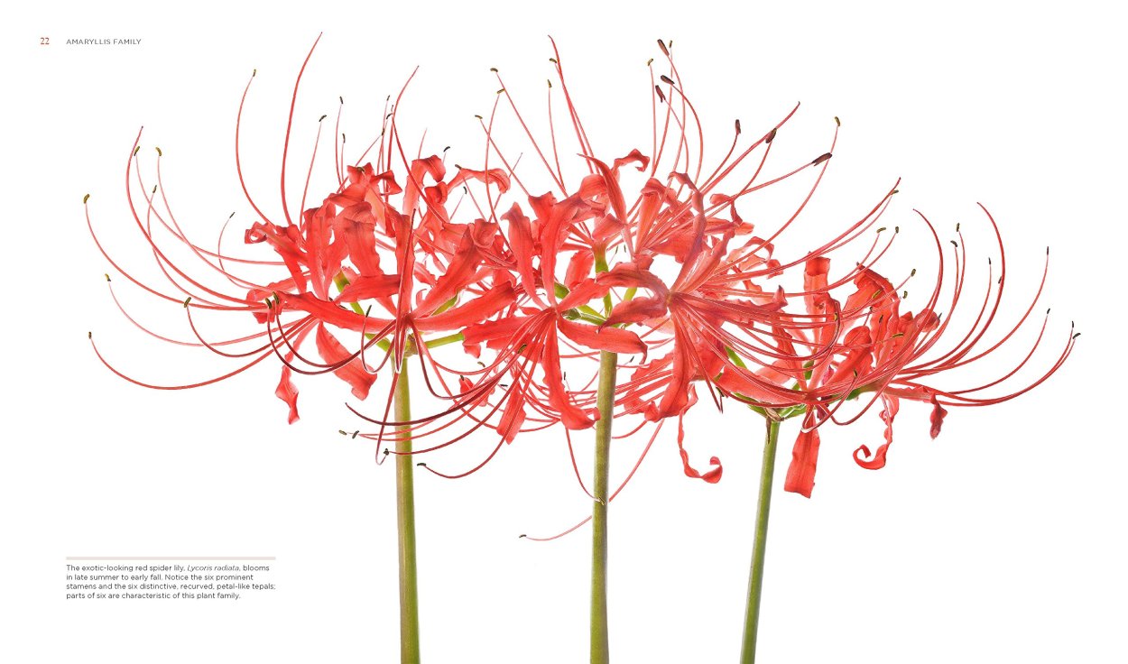 Ликорисы на черном фоне