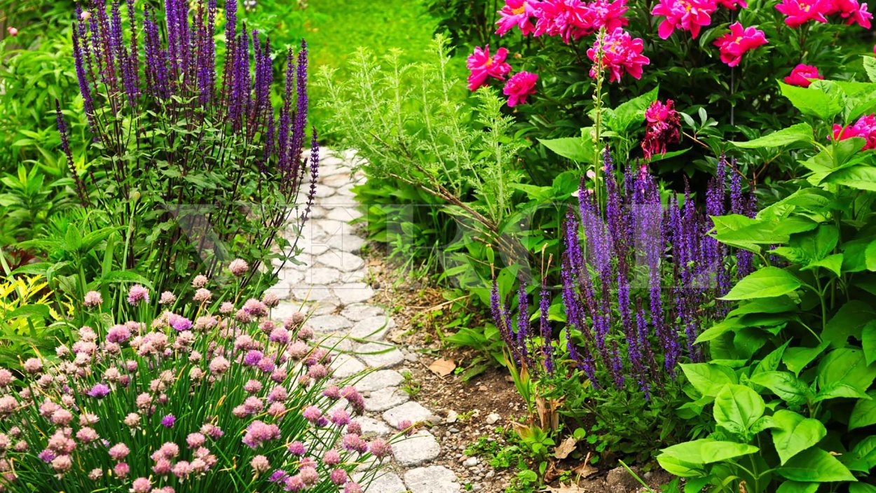 Дербенник с шалфеем