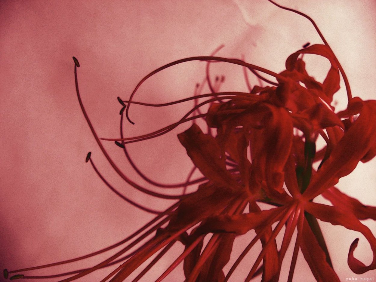 Хиганбана (красная Паучья Лилия)