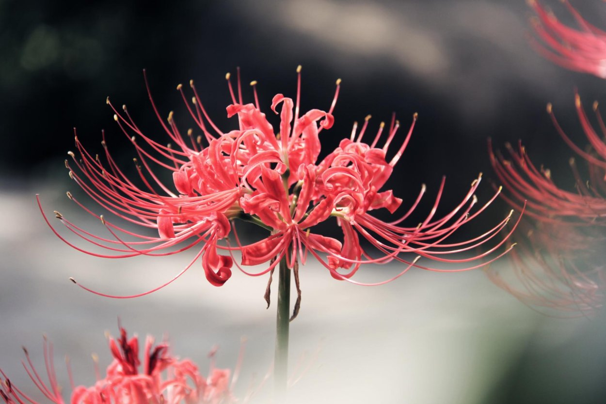 Хиганбана ликорис поле