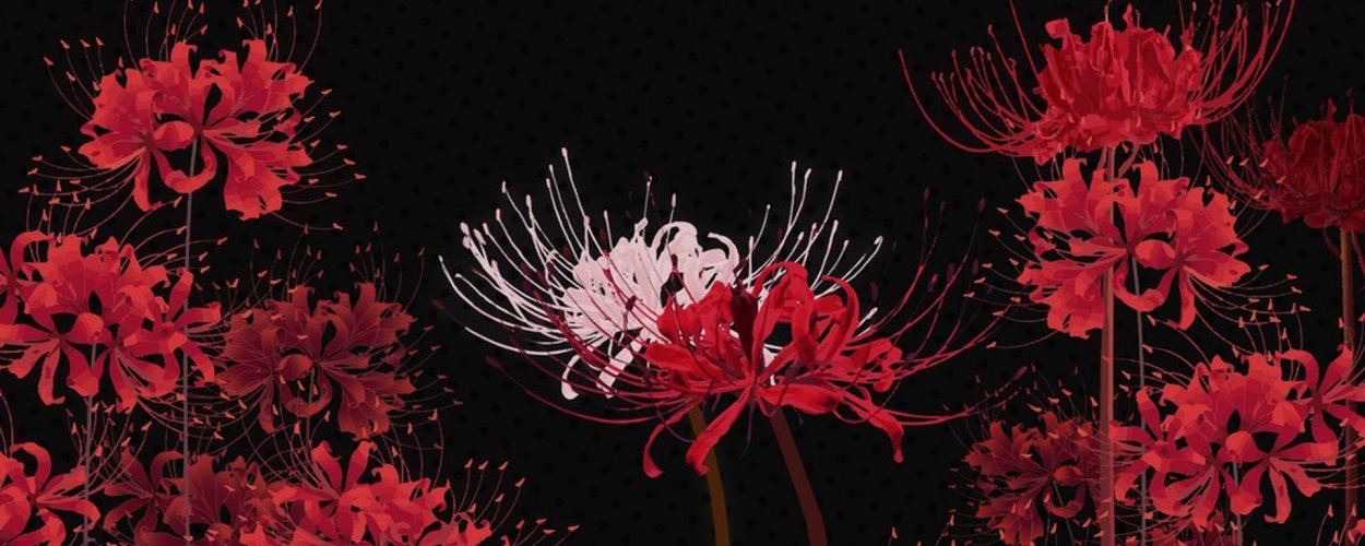 Ликорис Лучистый