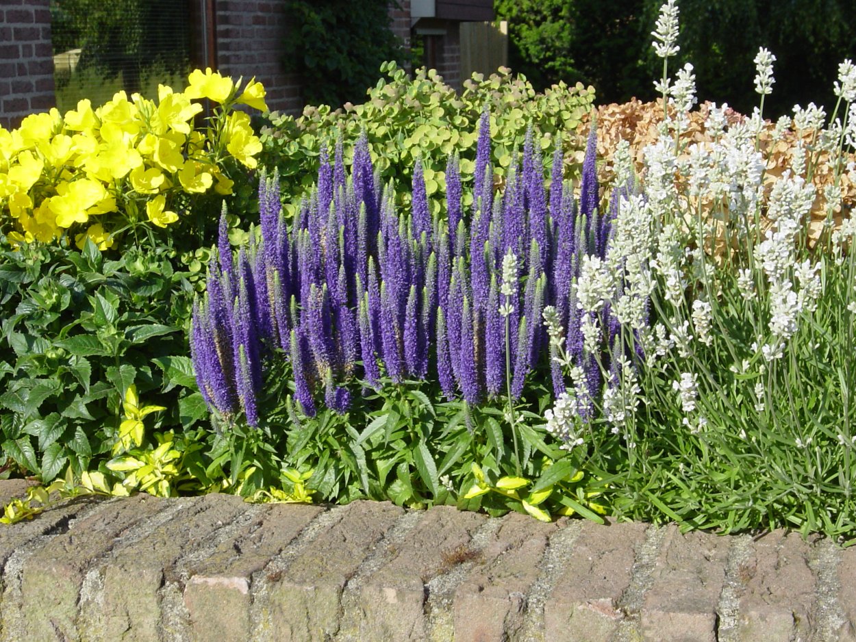 Вероника колосковая фиолетовая