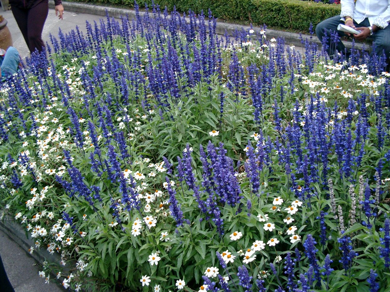 Шалфей Дубравный на клумбе