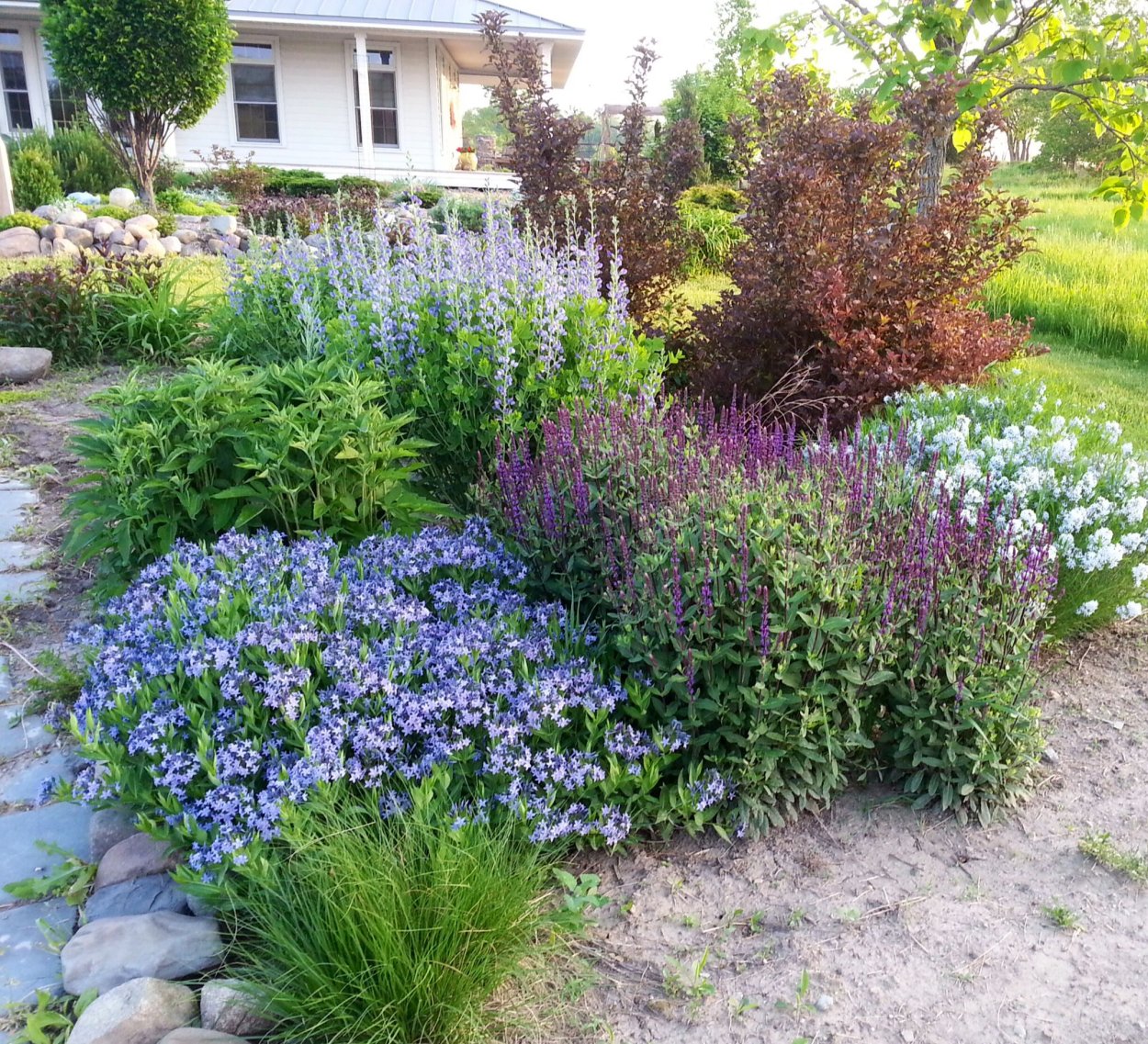 Шалфей Дубравный в ландшафтном