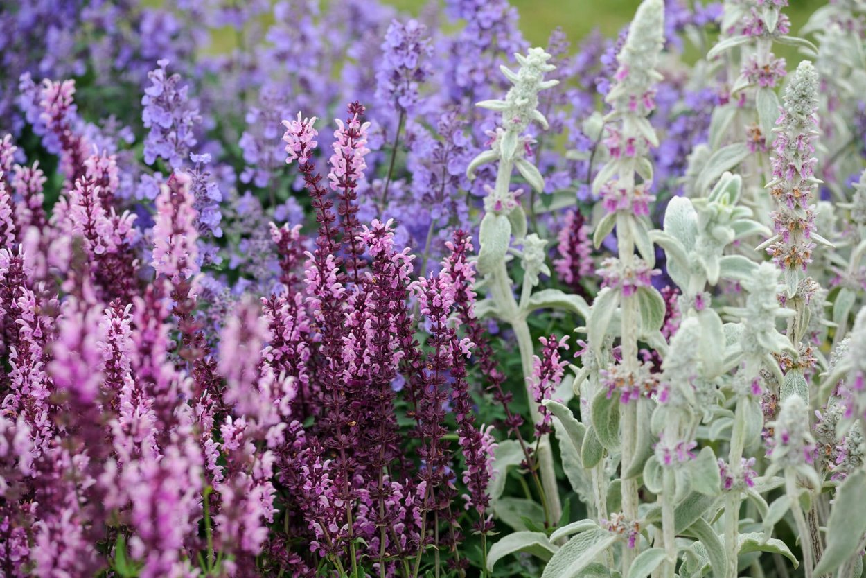 Чистец и шалфей