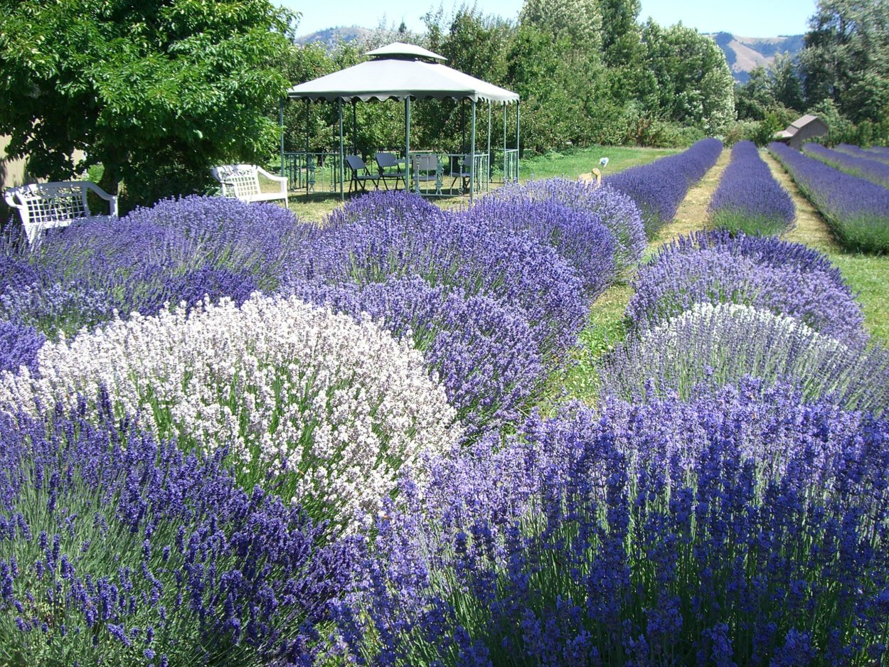 Лаванда котовник шалфей