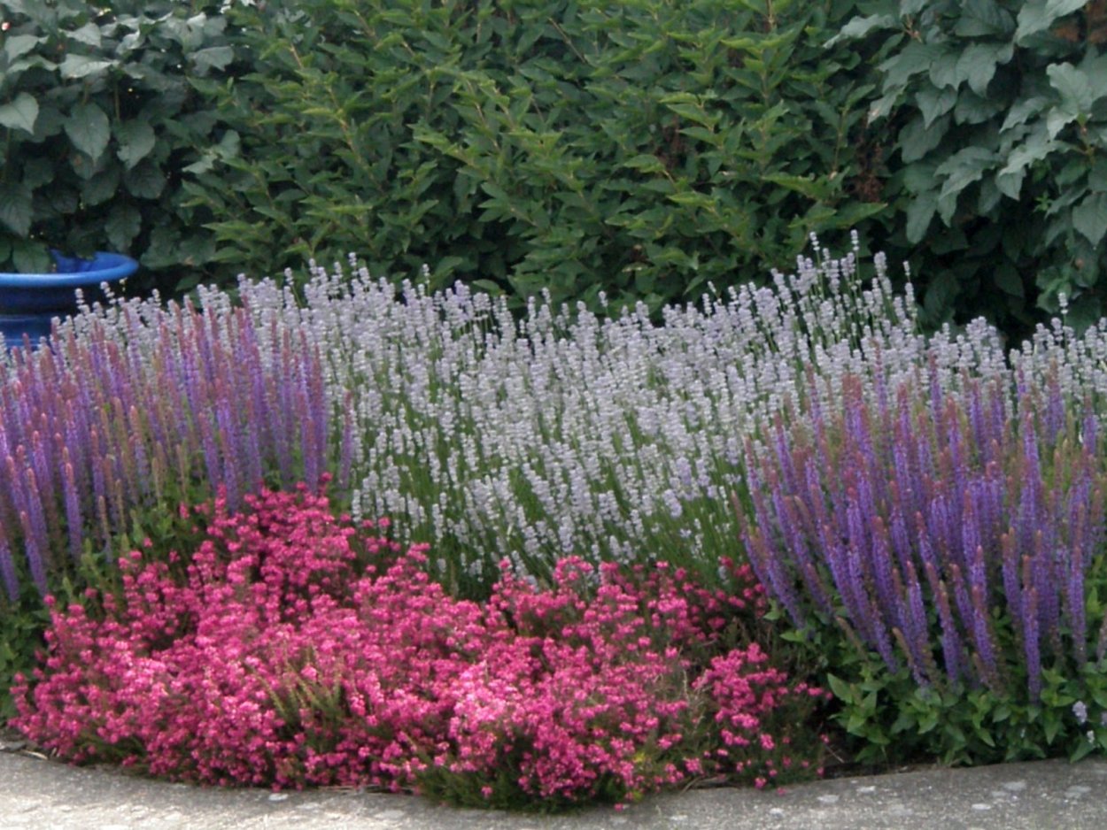 Шалфей Дубравный (Salvia nemorosa &#96;New Dimension Rose&#96;)