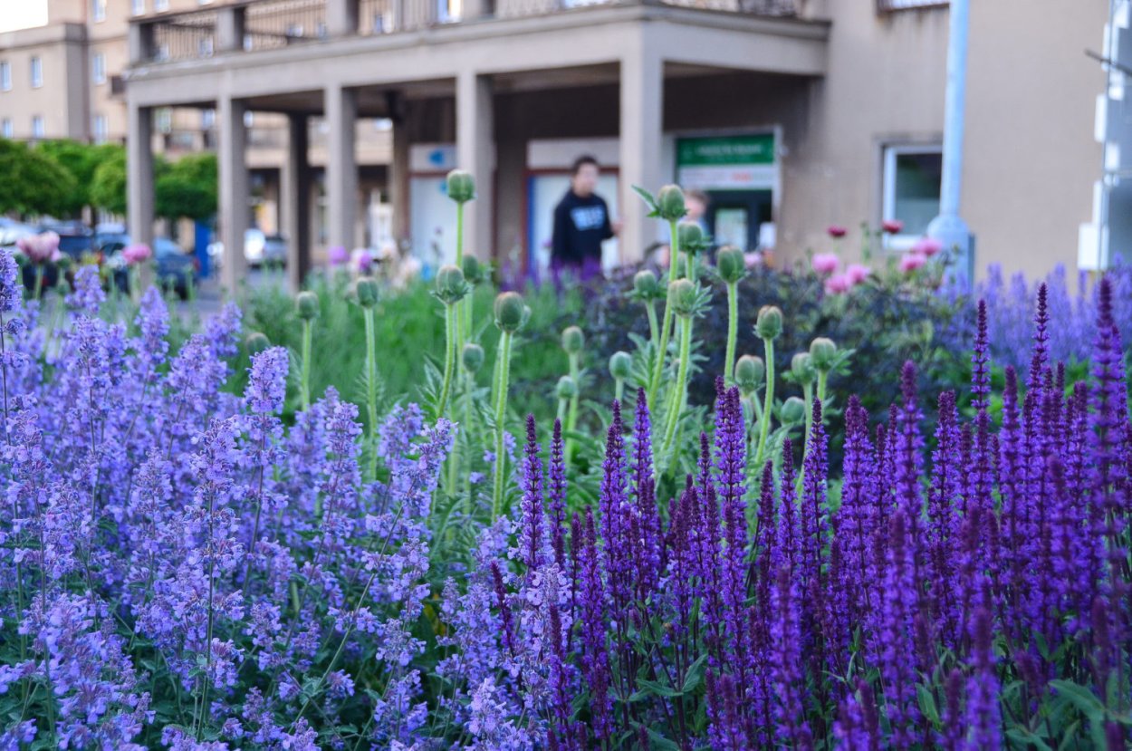 Котовник Фассена (Nepeta faassenii &#96;Blue Wonder&#96;)