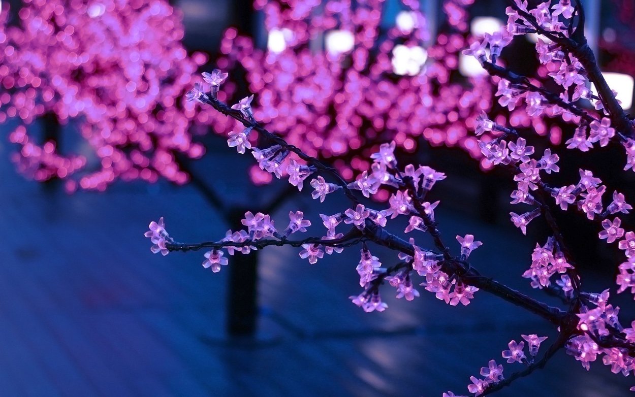 Сакура на фоне голубого неба