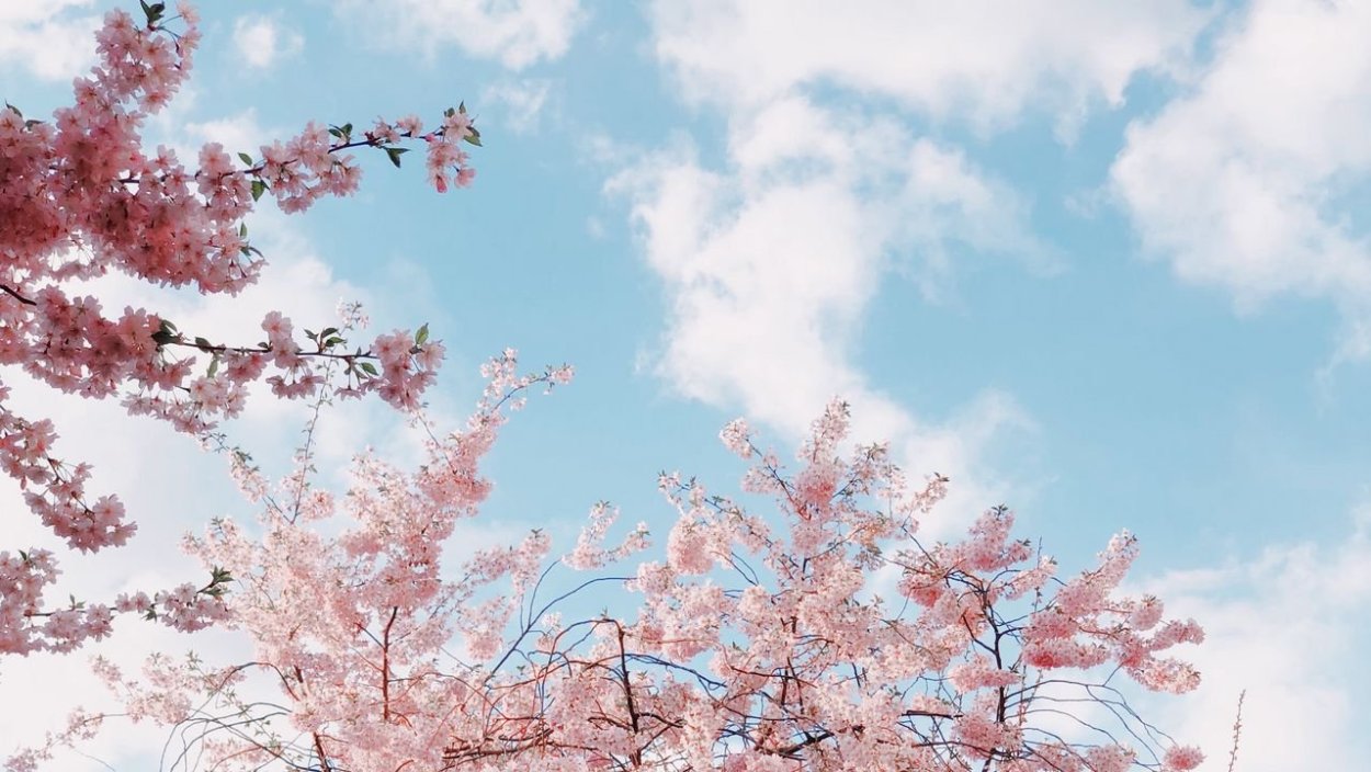 Черри блоссом аниме