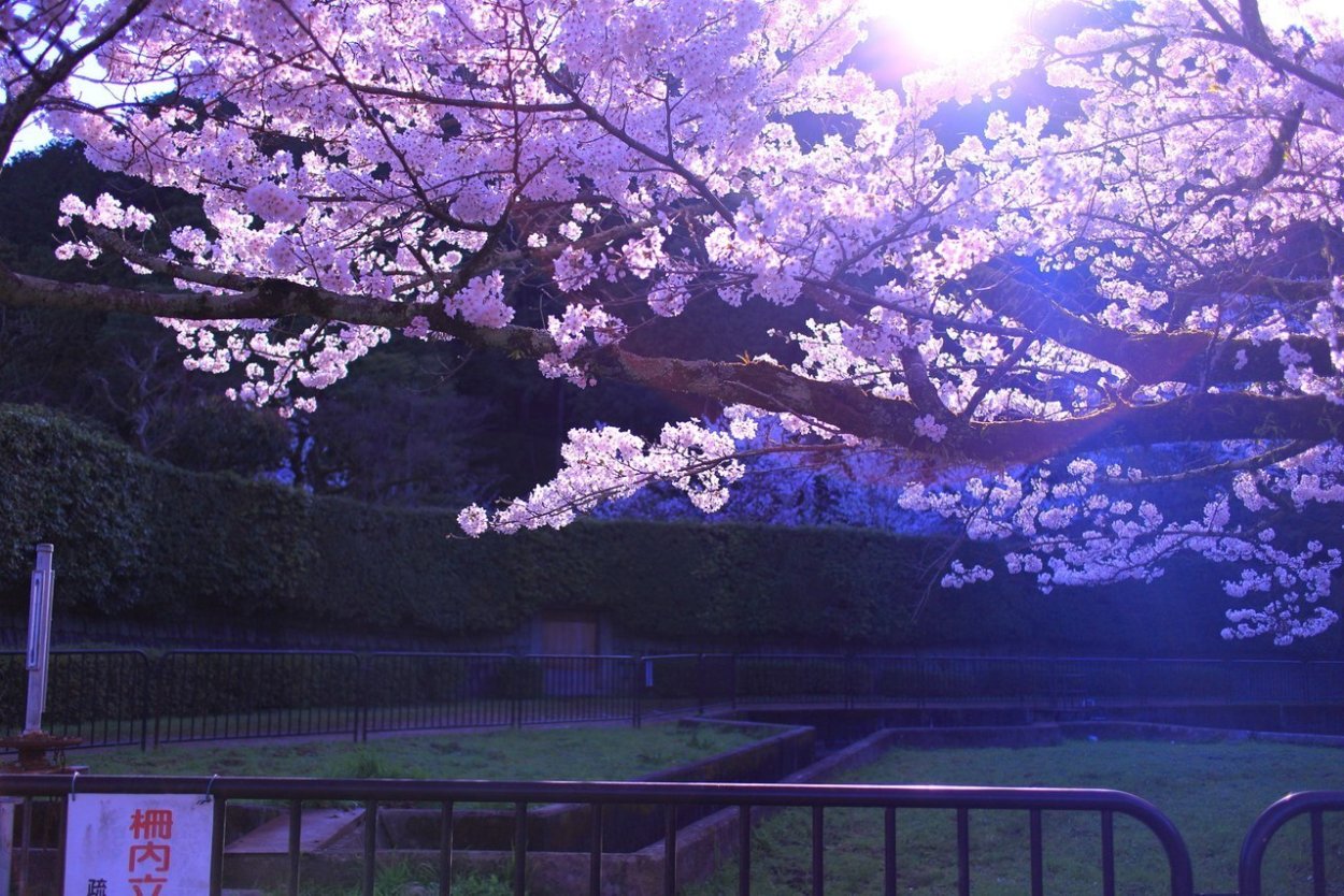 1210x300 Сакура