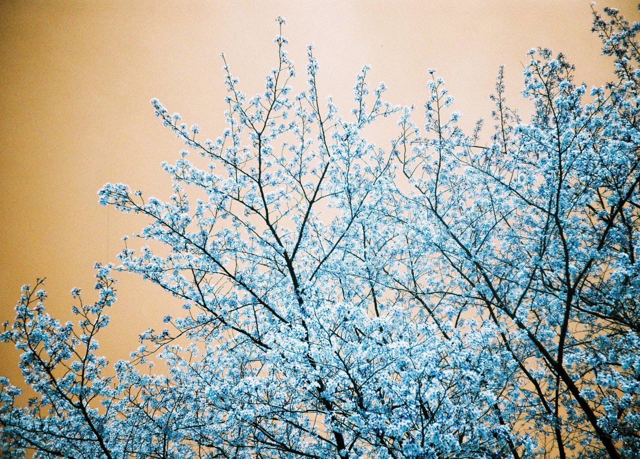 Тёмно синяя Эстетика аниме