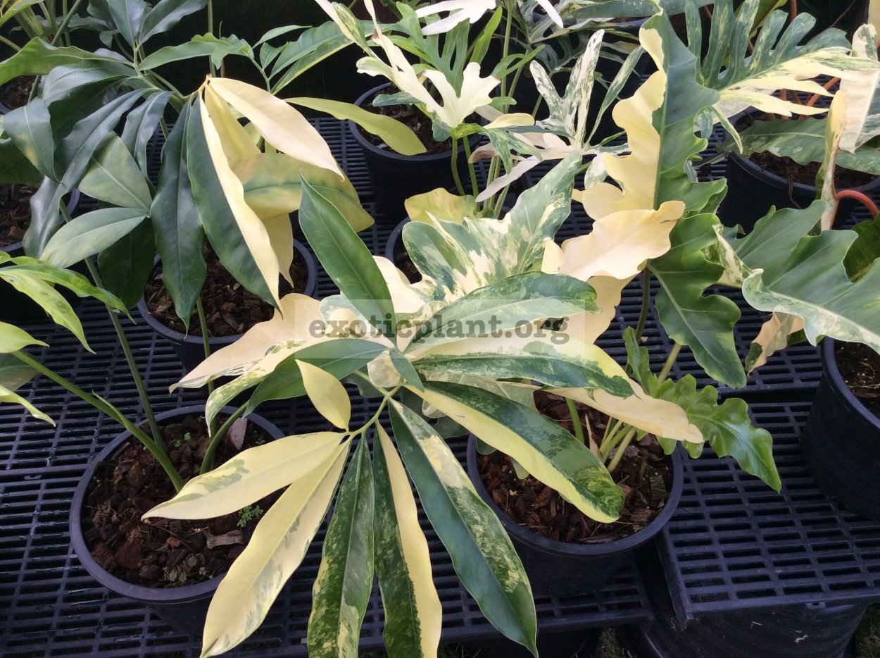 Филодендрон goeldii variegated