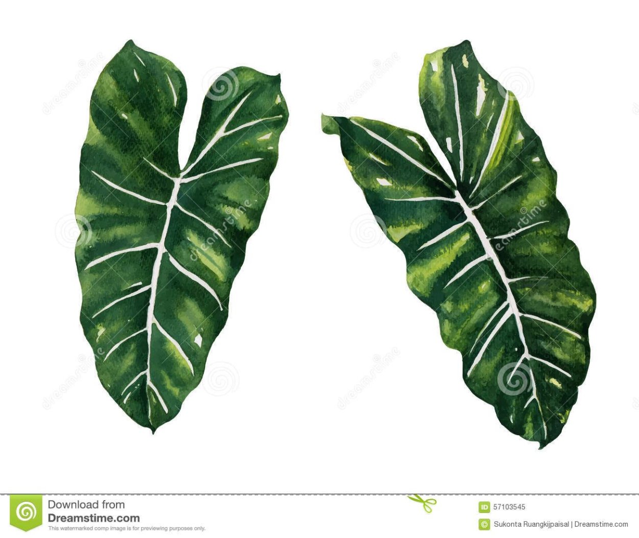 Филодендрон Сканденс Бразилия