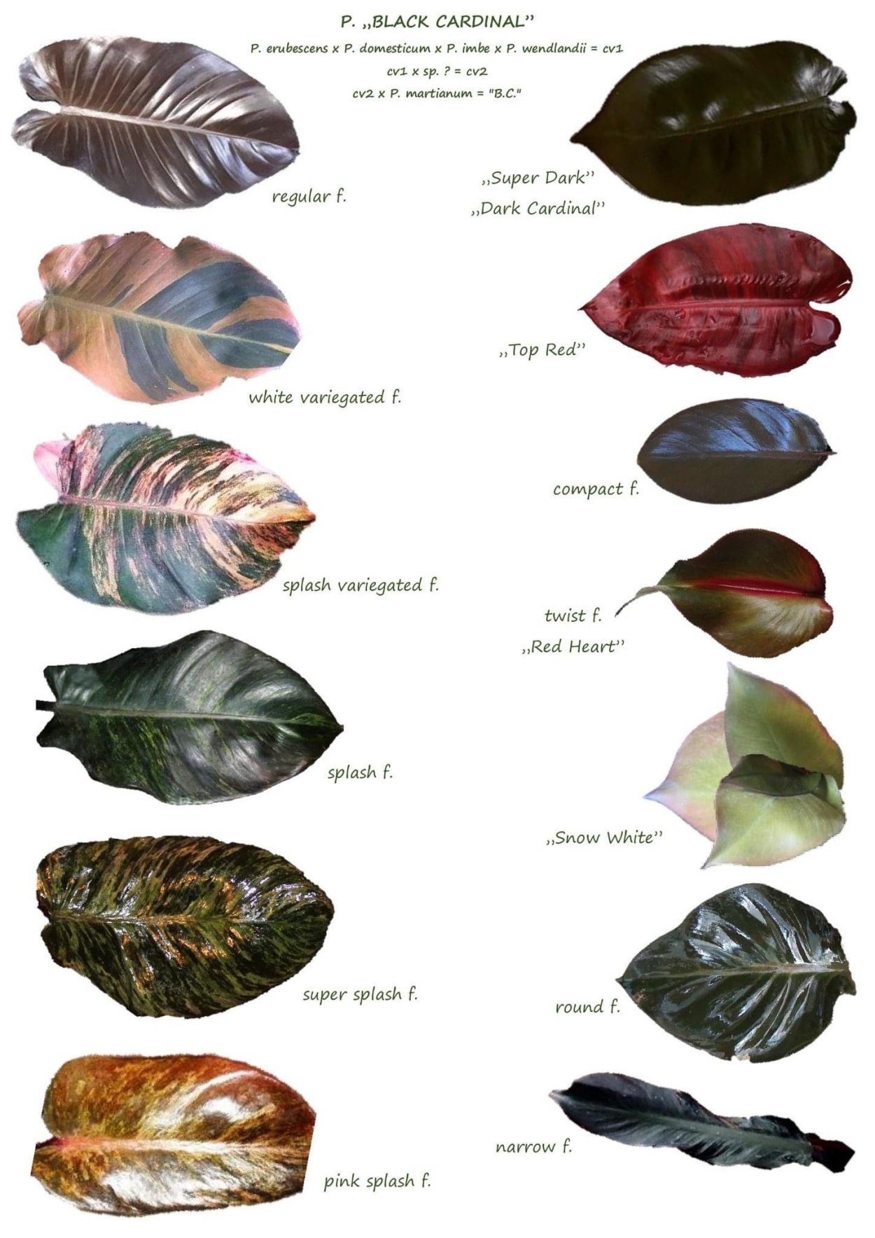 Антуриум Кларинервиум