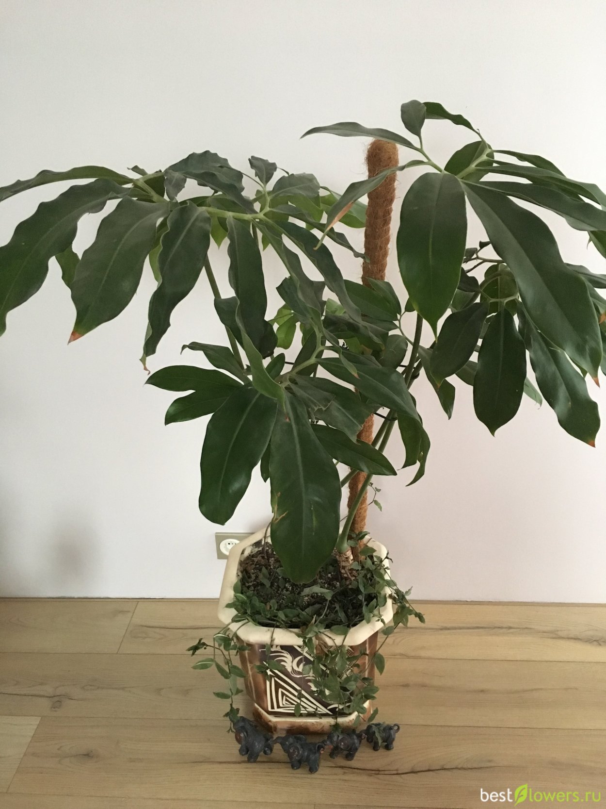 Филодендрон goeldii