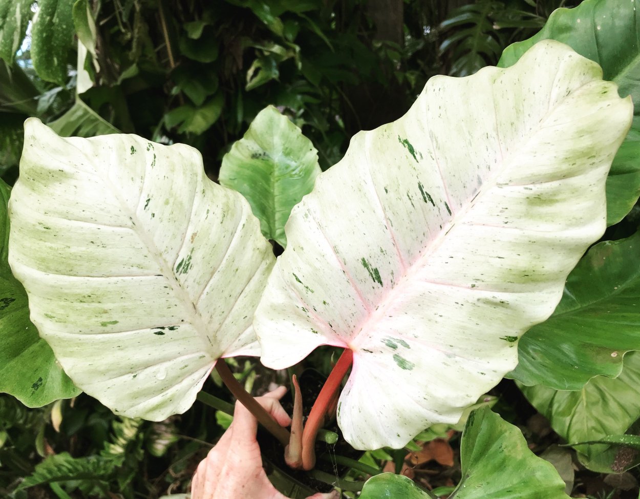 Филодендрон Лучистый