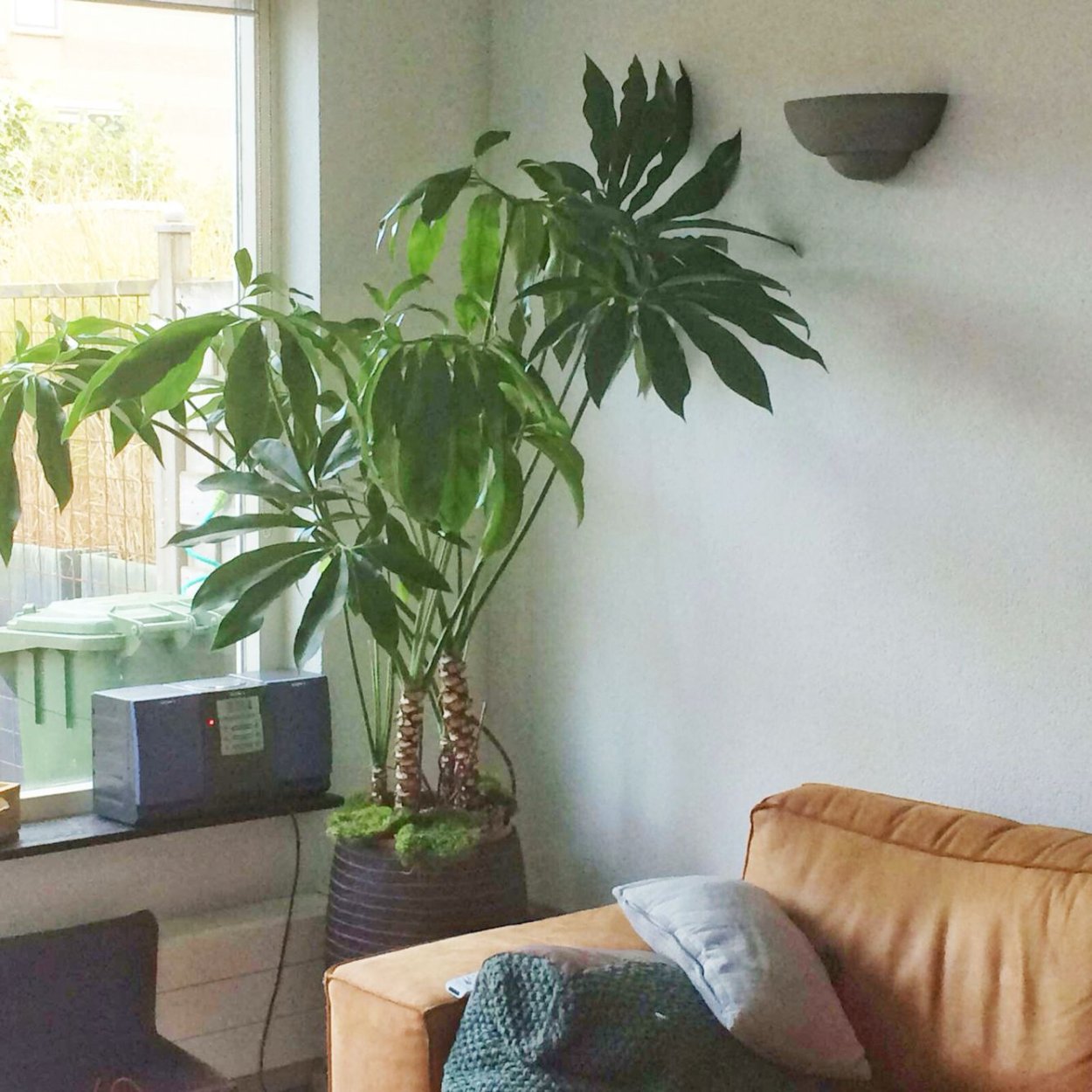 Филодендрон Андре