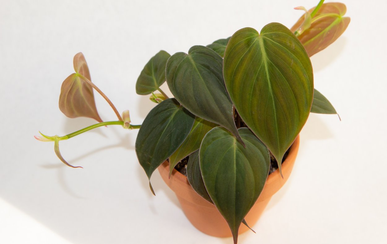 Филодендрон Scandens Micans