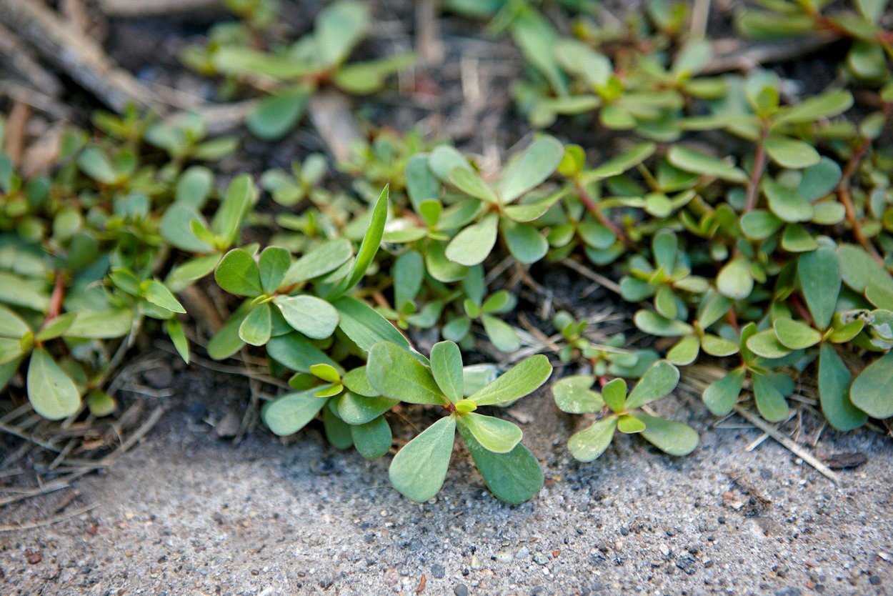 Почвопокровные многолетники дикоросы