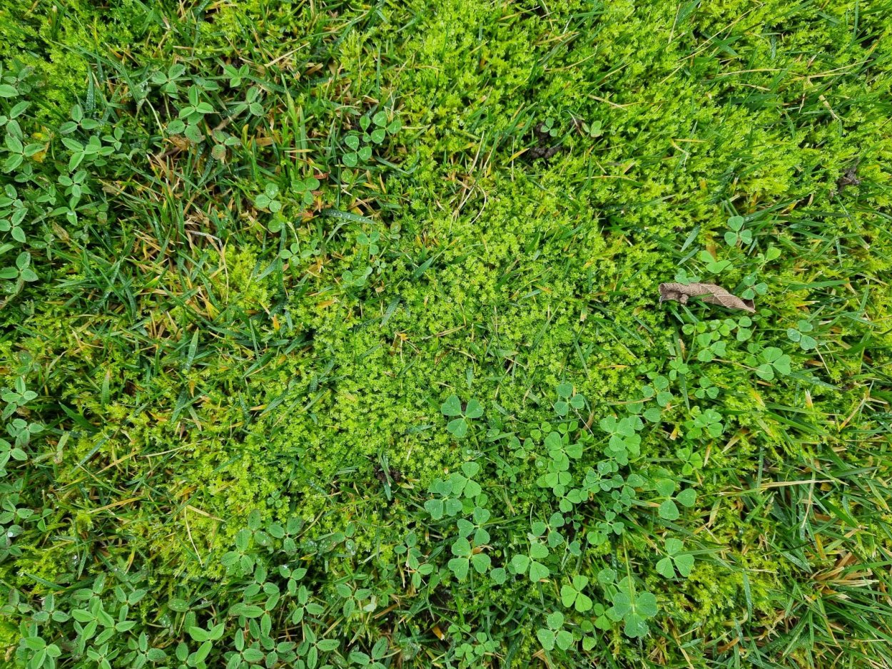 Ползучий сорняк монетчатый