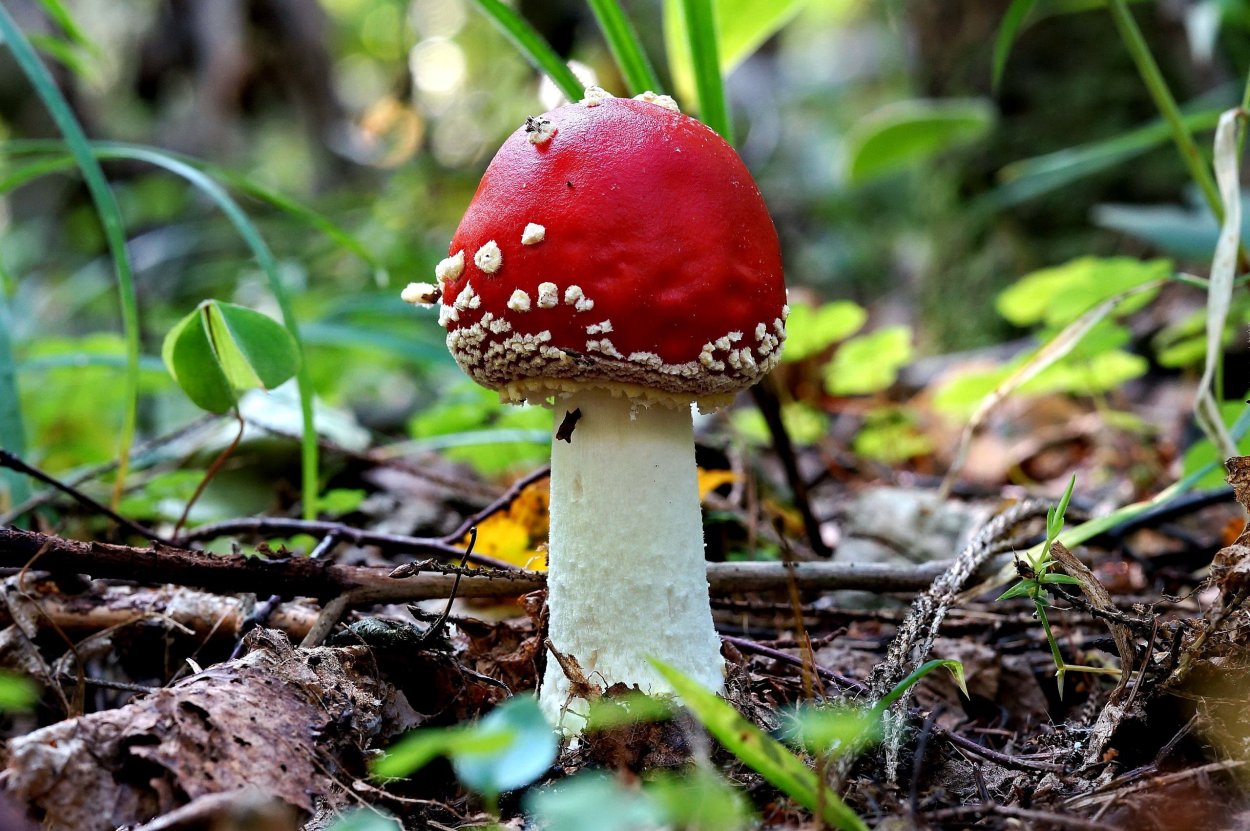 Мухомор колючеголовый