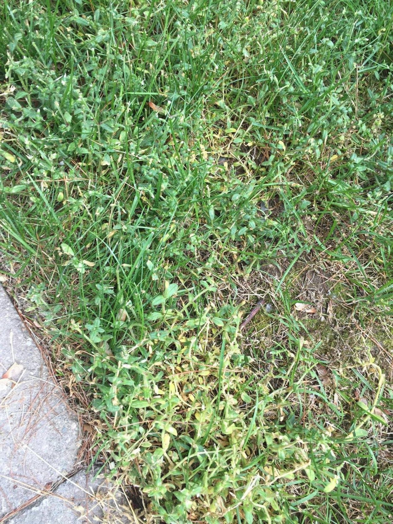 Мокрица сорняк огородный