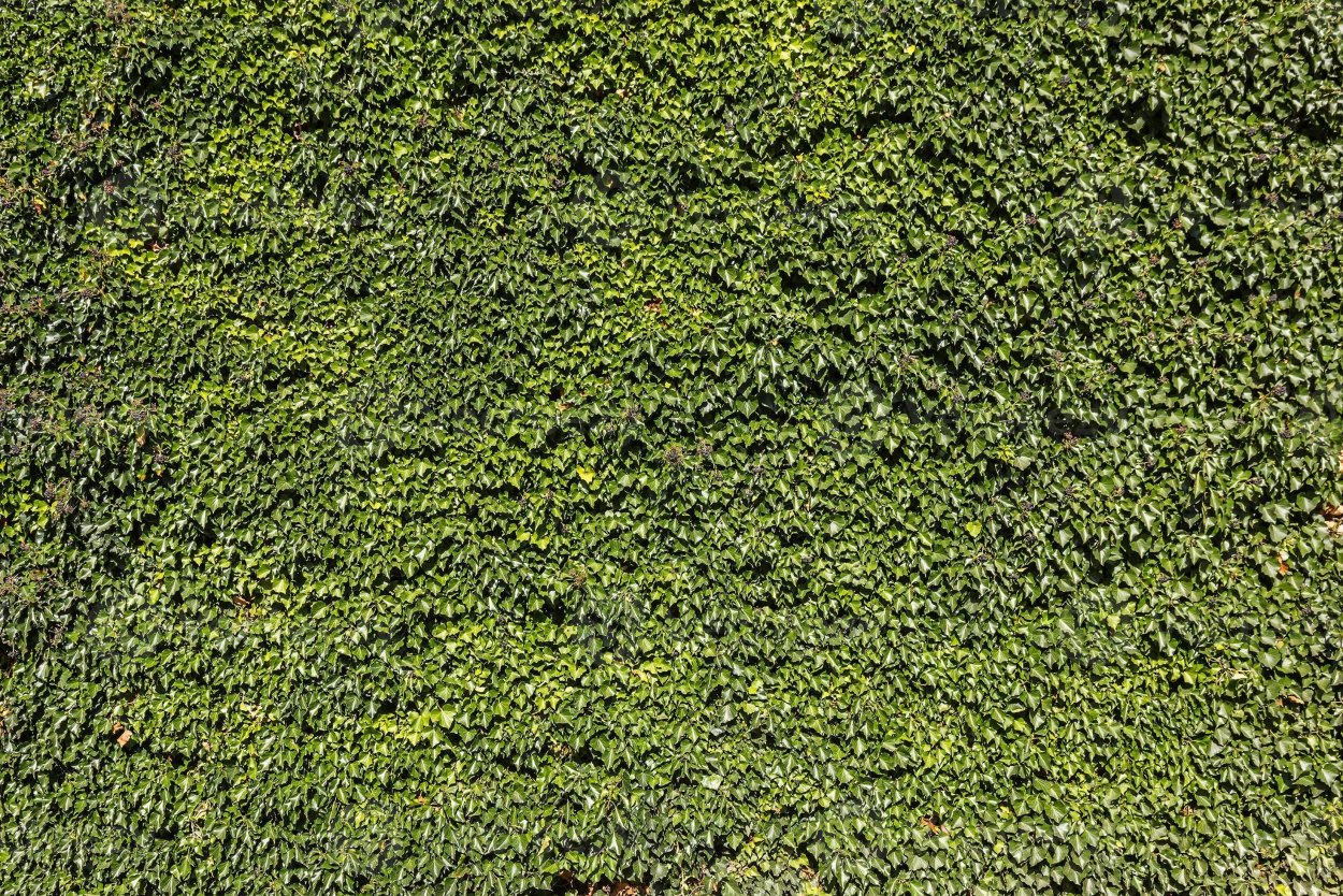 Будра плющевидная