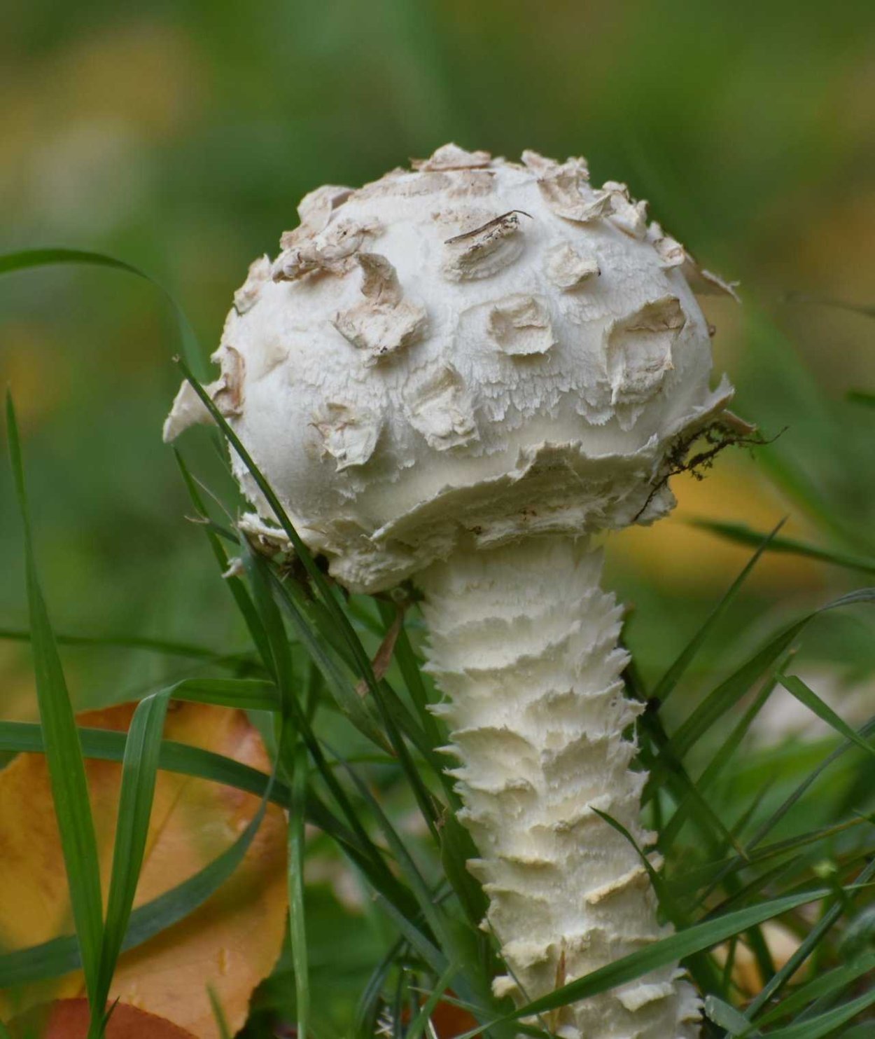 Мухомор белый (Amanita Verna)