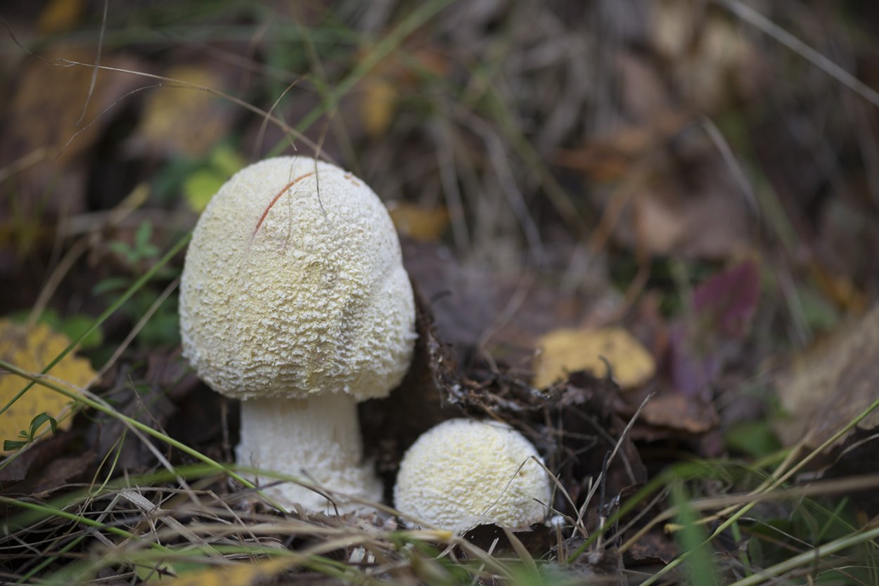 Мухомор Аманита Мускария