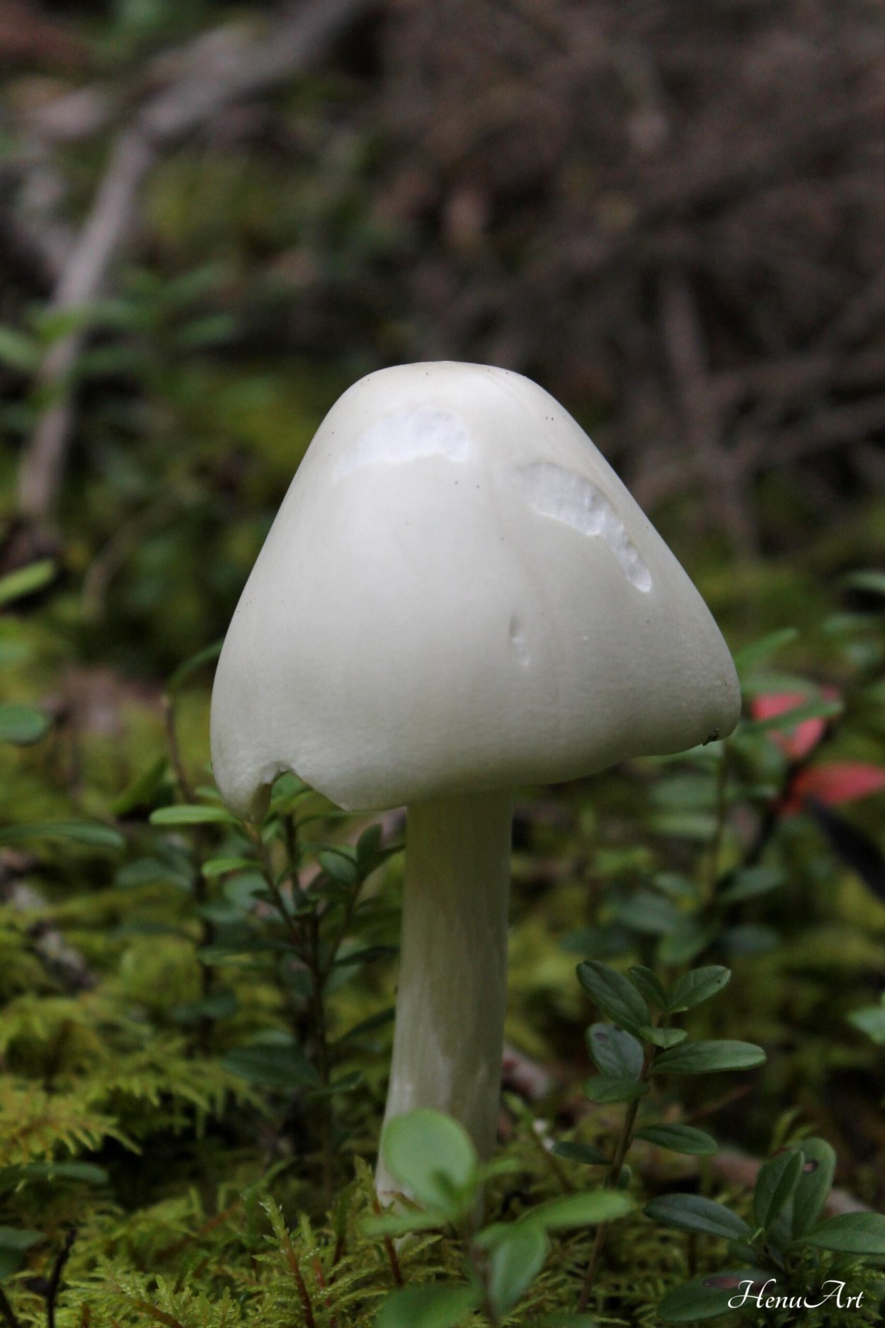 Гриб шишкообразный