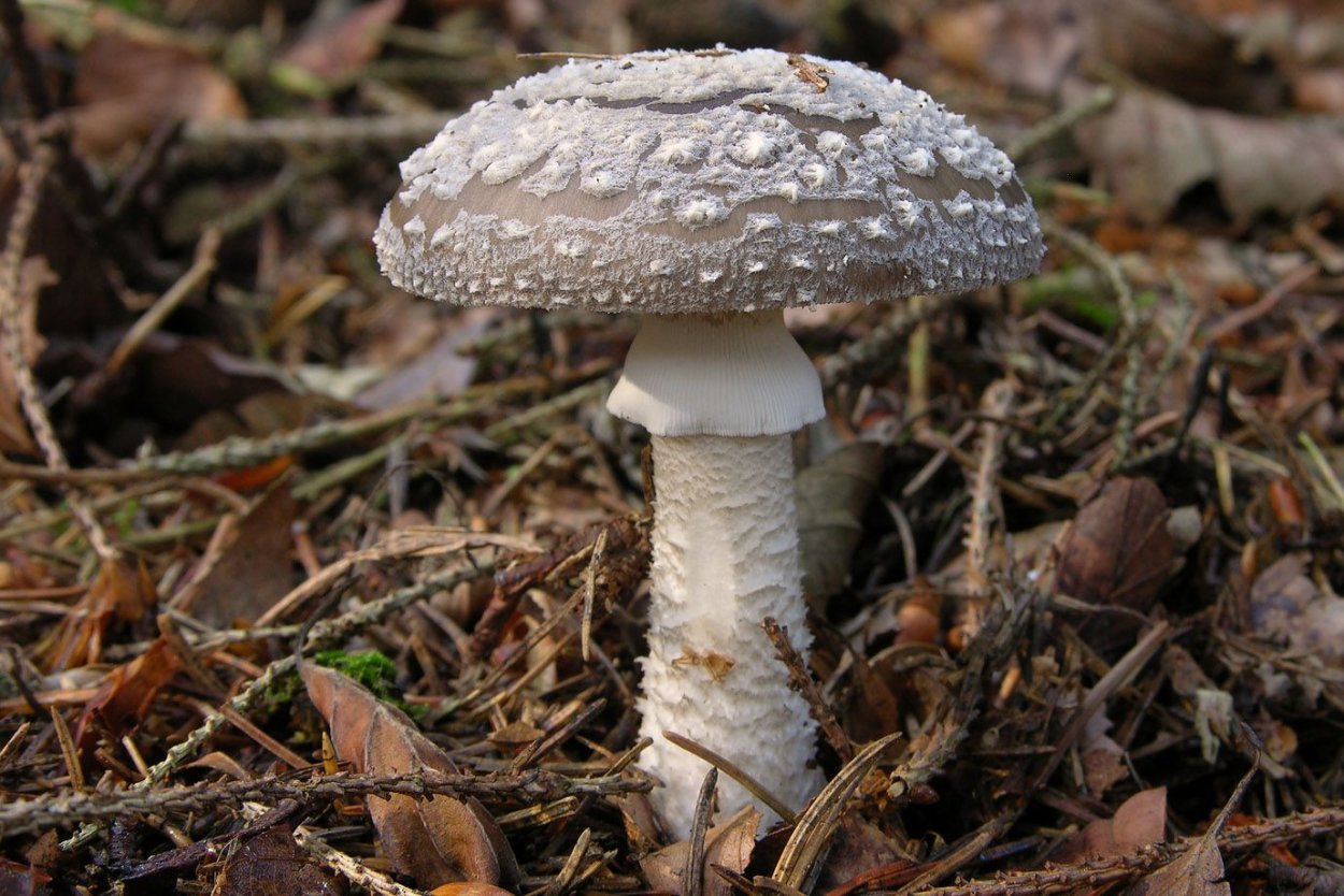 Мухомор белый поганковидный