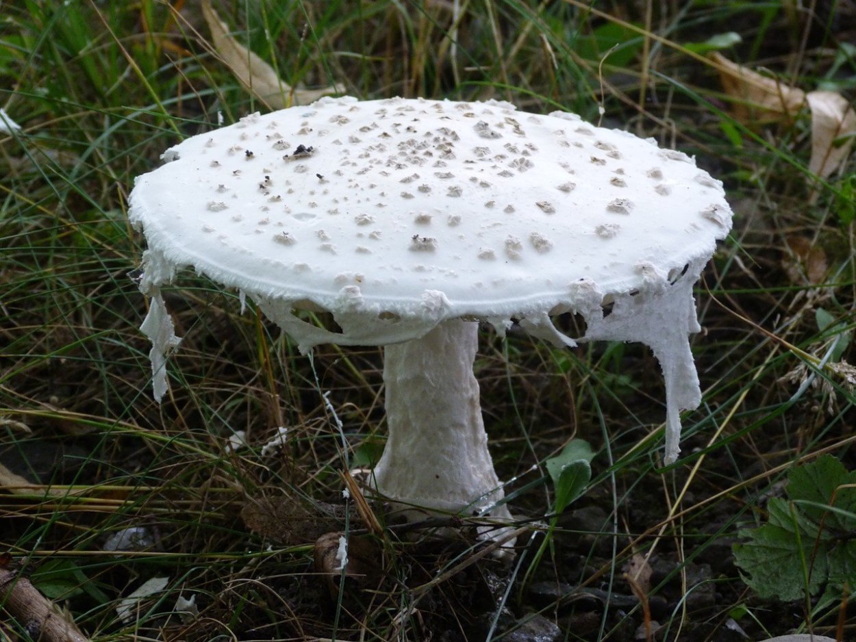 Зонтик пёстрый Macrolepiota procera