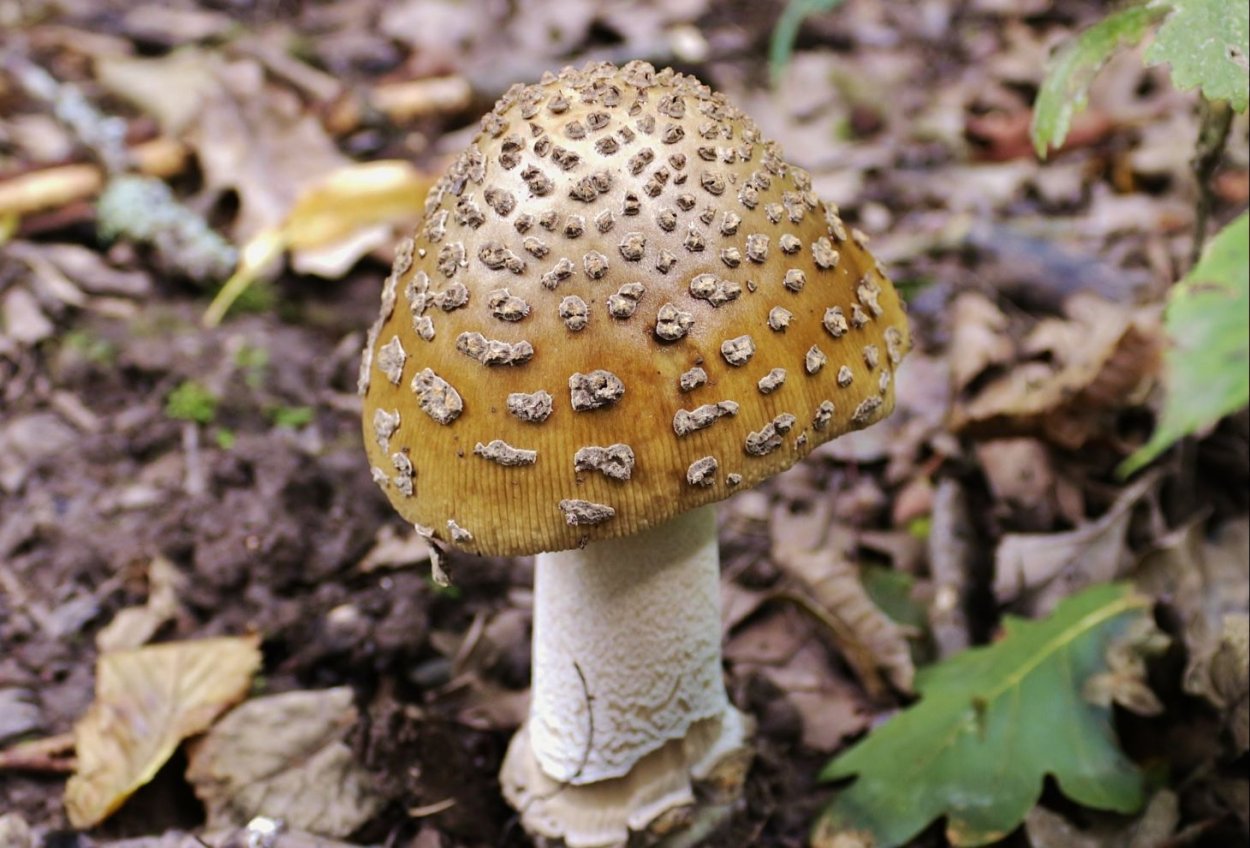 Ядовитые грибы белый мухомор