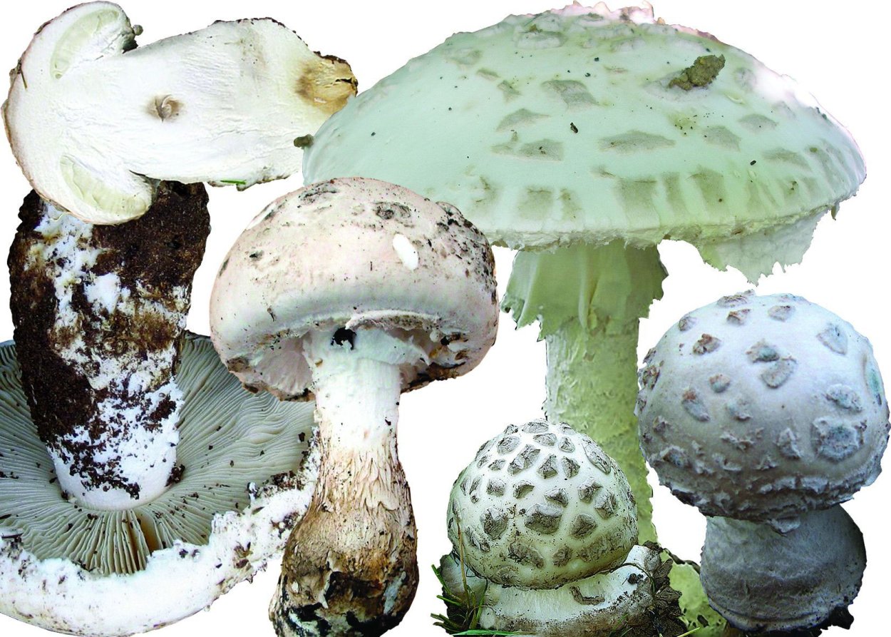 Мухомор шишковидный (Amanita strobiliformis)